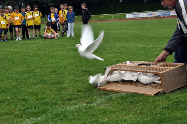 Bild »DSC_0055.jpg« aus der Galerie »Kindermehrkämpfe um den Markant-Cup«