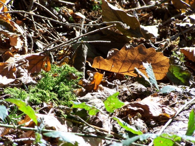 Bild »huette06_045.JPG« aus der Galerie »LFV Jugend: Herbstlager«