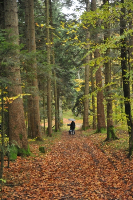 Bild »DSA_7591.jpg« aus der Galerie »LFV Jugend: Herbstlager«