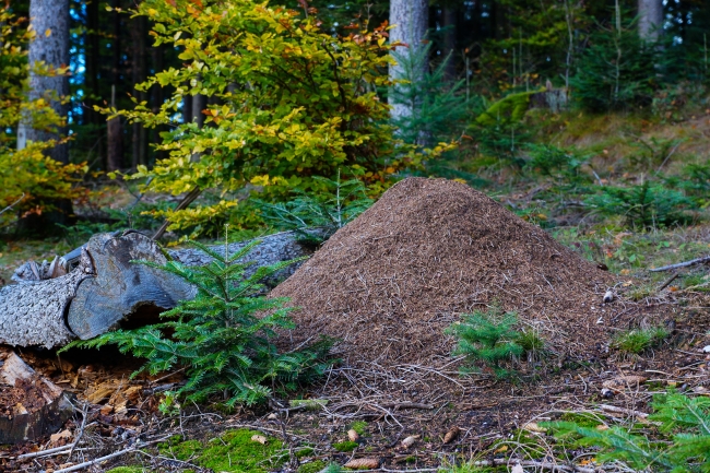 Bild »DSC00124.jpg« aus der Galerie »LFV Jugend: Herbstlager«