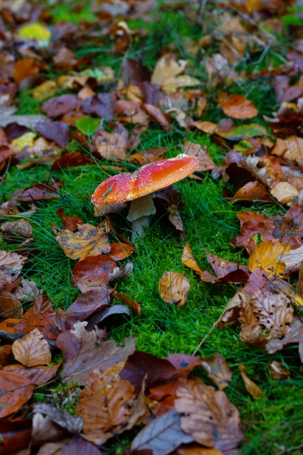 Bild »DSC00131.jpg« aus der Galerie »LFV Jugend: Herbstlager«