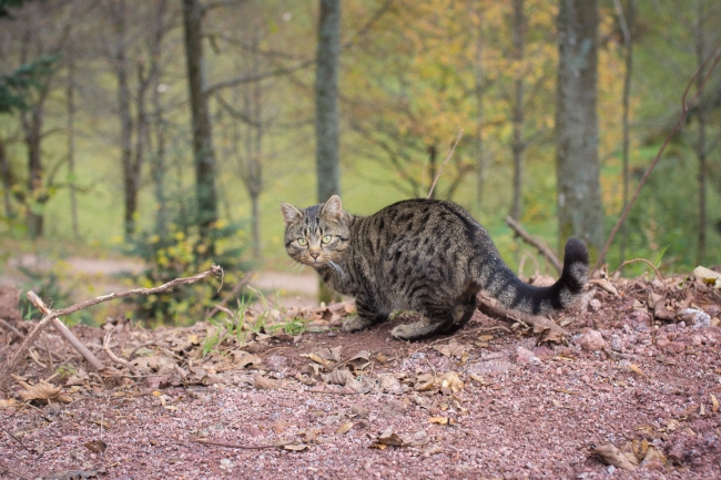 Bild »DSC02578.jpg« aus der Galerie »LFV Jugend: Herbstlager«