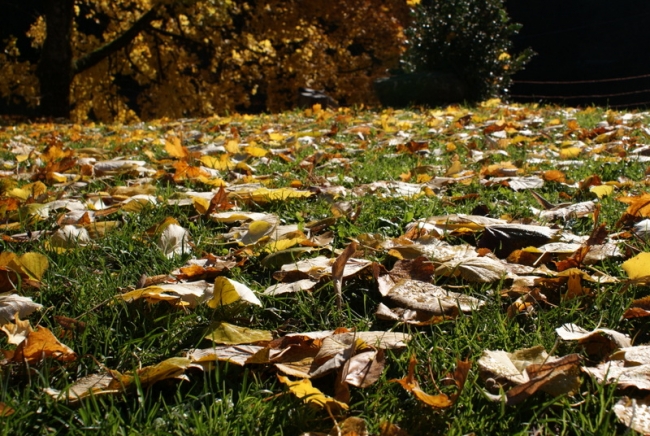 Bild »DSC07347.JPG« aus der Galerie »LFV Jugend: Herbstlager«